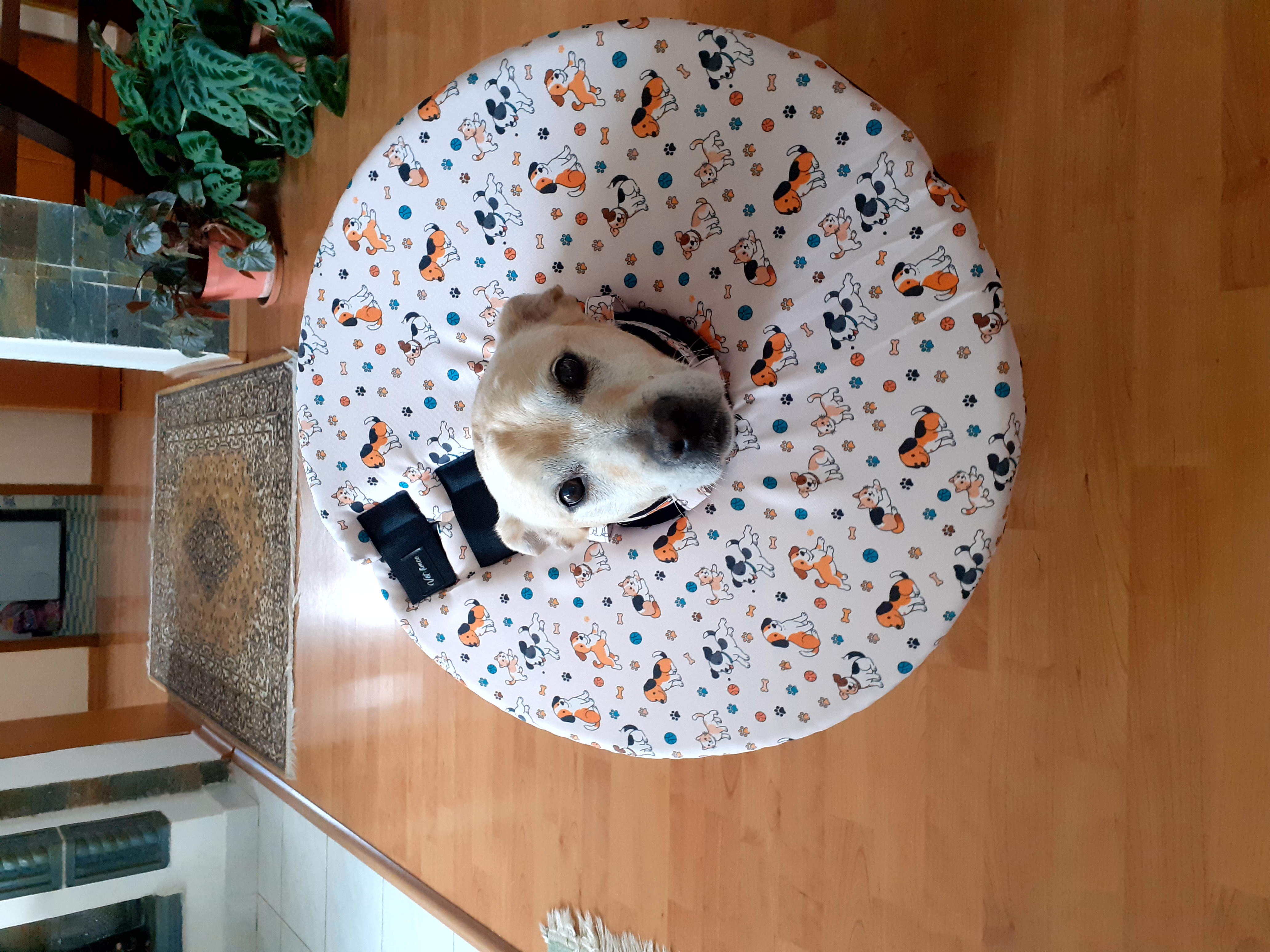 Co když je pejsek mezi dvěmi velikostmi VETlímce?